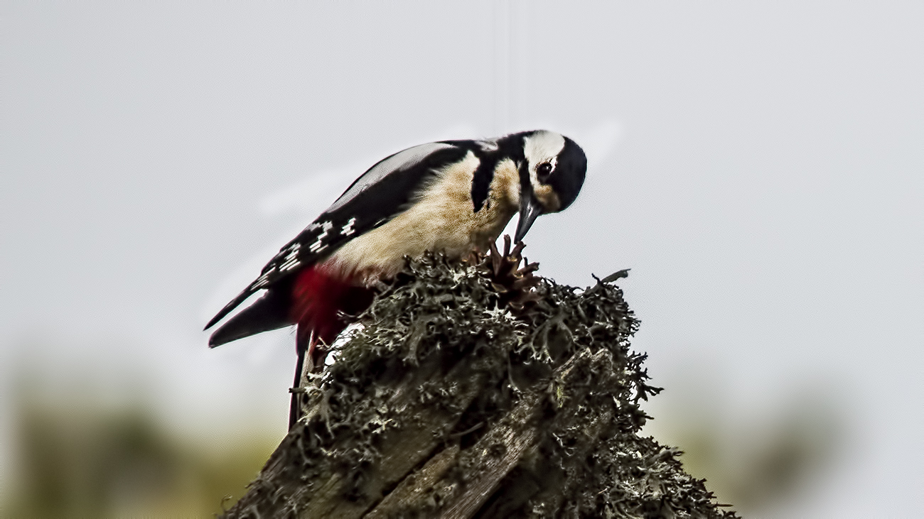 Great Spotted Woodpecker